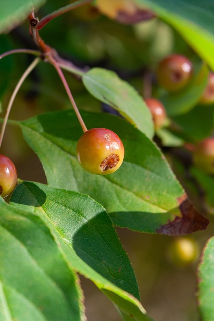單一聯賽效 單一聯賽效