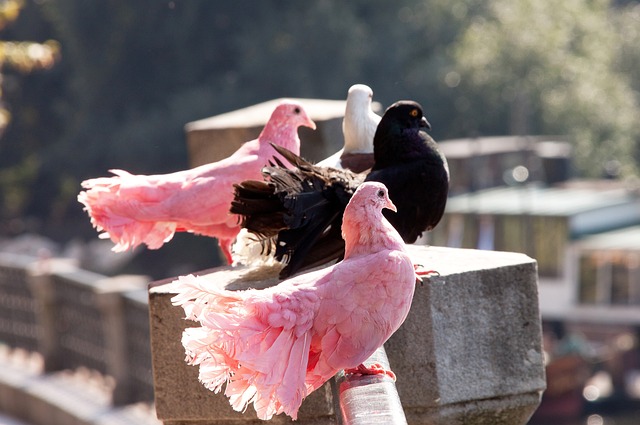 富的中场球 富的中场球