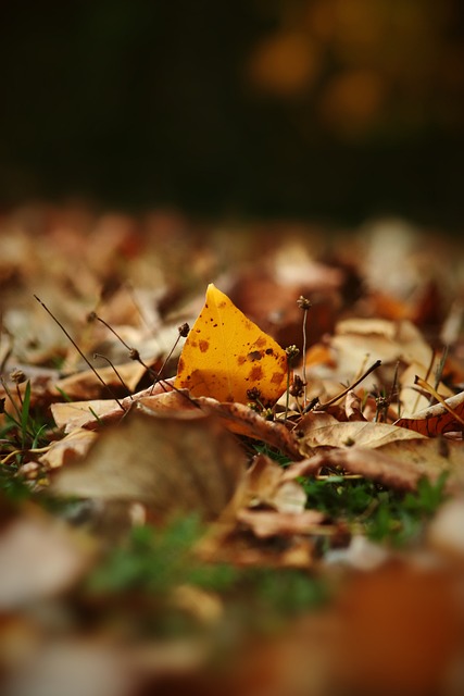队士气的鼓 队士气的鼓