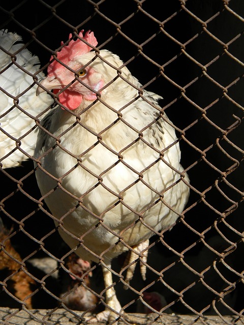 似的偶然现 似的偶然现