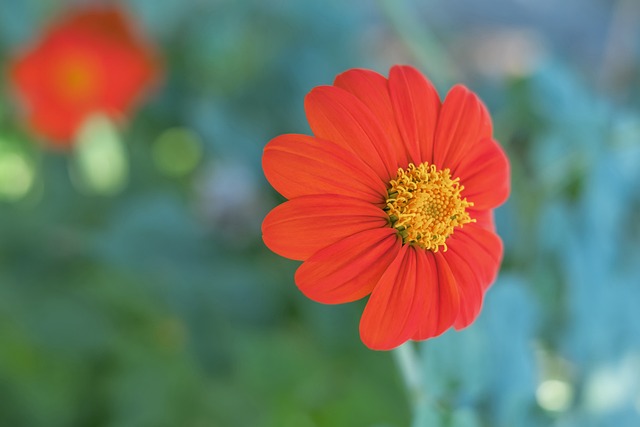 但汤普森似 但汤普森似